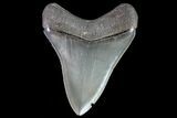 Serrated, Megalodon Tooth - Georgia #72825-2